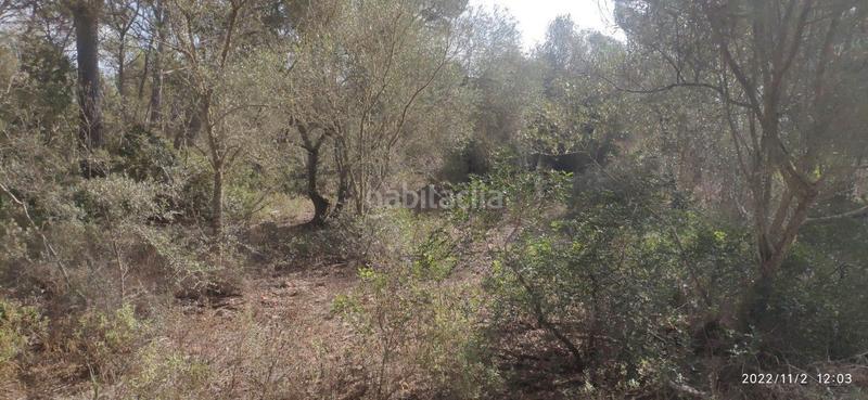 Foto b50d3a84-7d1f-4f1b-be5a-fb90a5ef1c79. Wohngrundstück in Algaida