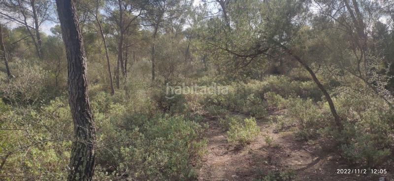 Foto c0dba883-5b9a-462d-a82c-f6be25e5069e. Wohngrundstück in Algaida