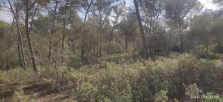 Terreny residencial a Algaida. Finca de pinar no edificable