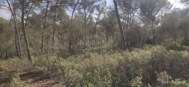 Foto cf089d5f-a003-4b6b-ae91-0a5921c04b8b. Wohngrundstück in Algaida