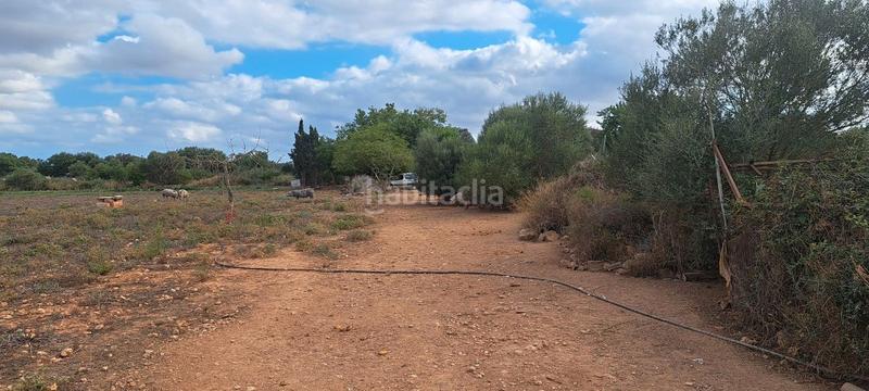 Foto 40189bd3-ce2b-4131-9c6a-92cef6a3bb6c. Casa dos fincas juntas edificables en Porreres