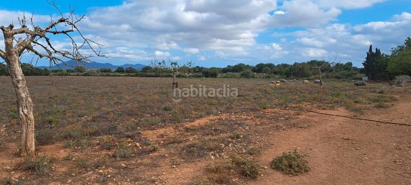 Foto 489dfeea-3953-41a0-9672-3192ada8287e. Casa dos fincas juntas edificables en Porreres