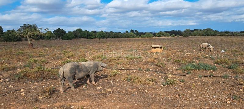 Foto 6ee52af4-c5b8-44e5-9716-d5244e8c2590. Casa dos fincas juntas edificables en Porreres