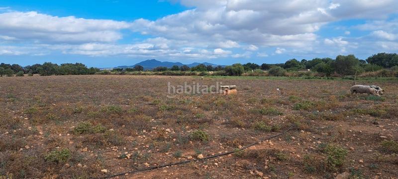 Foto 82e41d34-0866-4085-8515-6842eb38d40c. Casa dos fincas juntas edificables en Porreres