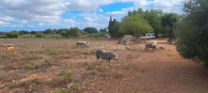 Foto b3e3b3fe-5e41-40c7-b826-c8864ad926f9. Casa dos fincas juntas edificables en Porreres
