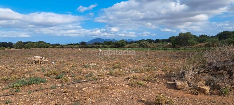 Foto c3c44c69-79e4-4388-adc5-4873d4e24859. Casa dos fincas juntas edificables en Porreres