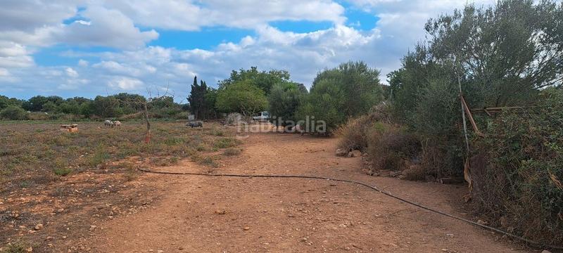 Foto eba7b70e-1b73-4a79-b617-343004336d5c. Casa dos fincas juntas edificables en Porreres