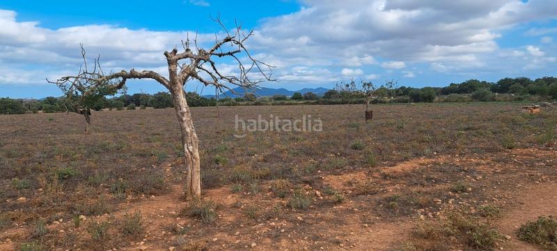 Foto f863a5f9-0cc6-4172-b47d-d676d46d8dfd. Casa dos fincas juntas edificables en Porreres