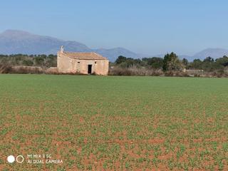 Terreny residencial a Algaida. Finca edificable con caseta