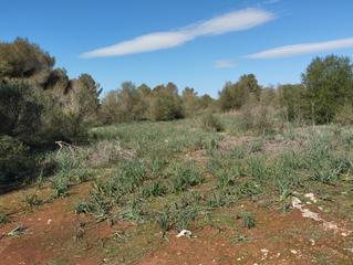 Rural plot in Algaida