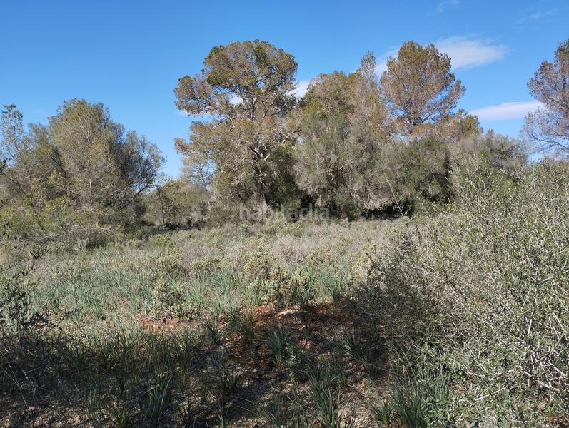 Foto 0e552d38-21d5-4308-88af-b81b282ae195. Finca rústica en Algaida