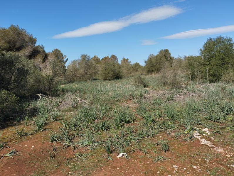Foto 26542750-4366-4d17-8ee9-fcdc6b9fe453. Finca rústica en Algaida
