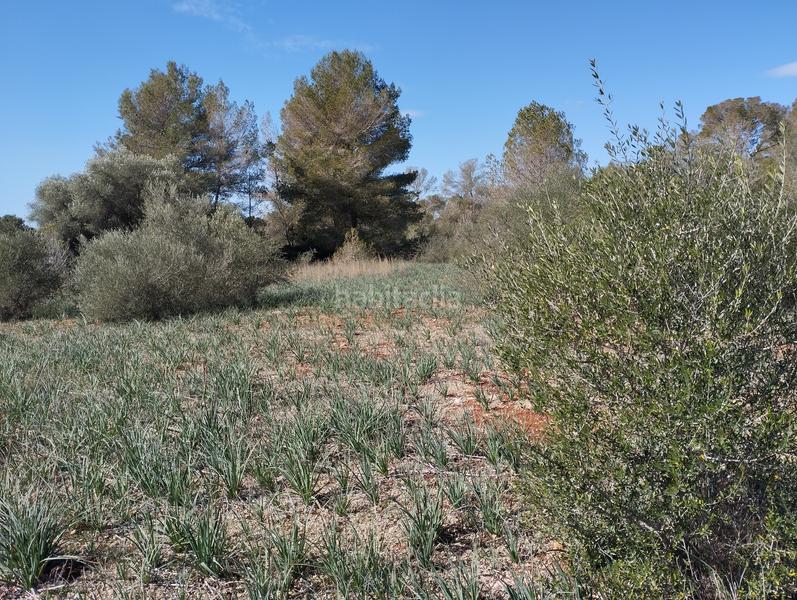 Foto 508f91bb-38c6-470d-b897-d5fec2980aa4. Finca rústica en Algaida