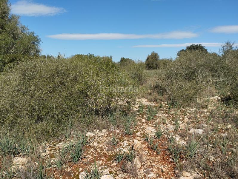 Foto 977d3fcf-541d-47b6-a4e5-5fe8eea488dc. Finca rústica en Algaida