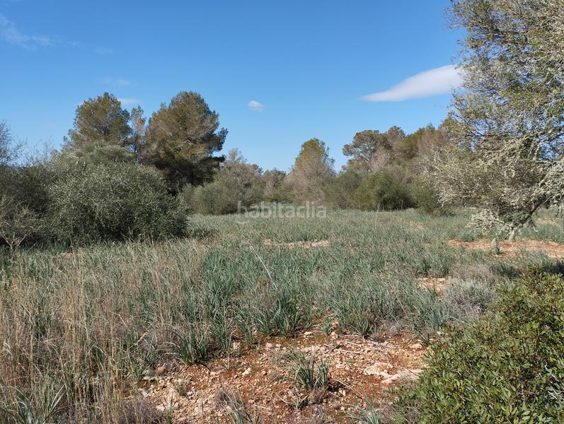 Foto ad5ac2d6-de4b-419f-b674-2120ec1c9bc8. Finca rústica en Algaida