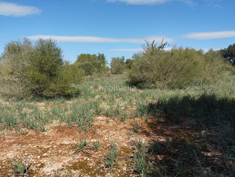 Foto ada6a42b-3025-475f-8fd8-c33420808cf2. Finca rústica en Algaida
