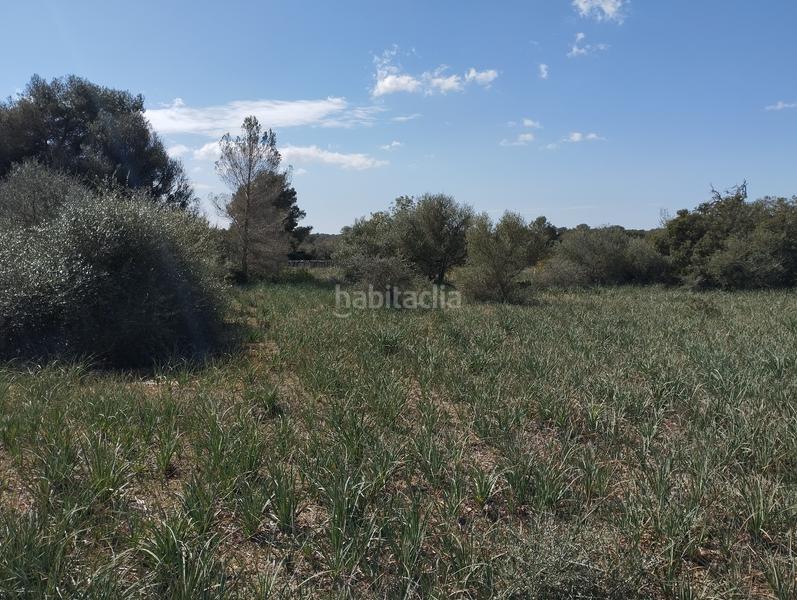 Foto d484887e-b0a9-4c71-9b53-4a11753762f7. Finca rústica en Algaida
