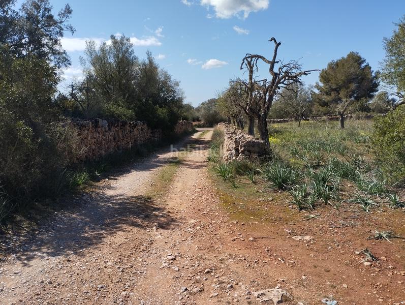 Foto dee3ce7d-471a-4ee9-a870-6718e3cdf863. Finca rústica en Algaida