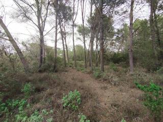 Finca rústica a Algaida. Pinar entre algaida y randa
