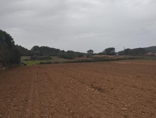 Finca rústica a Algaida. Finca de cultivo zona punxuat.