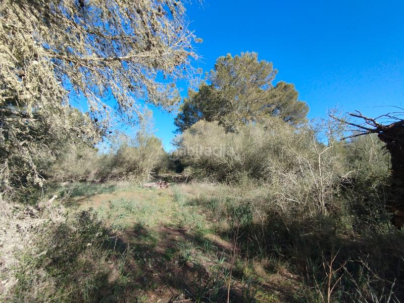 Foto 16106e91-12c2-4039-ba70-05182ee2b134. Terreny residencial a Algaida