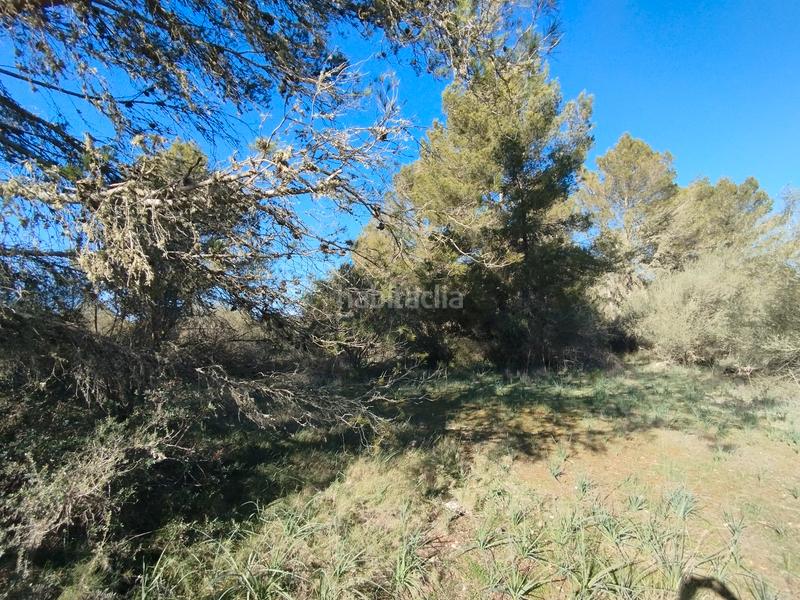 Foto 3452e727-71ef-4826-aac4-334dfd63b2e3. Terreny residencial a Algaida