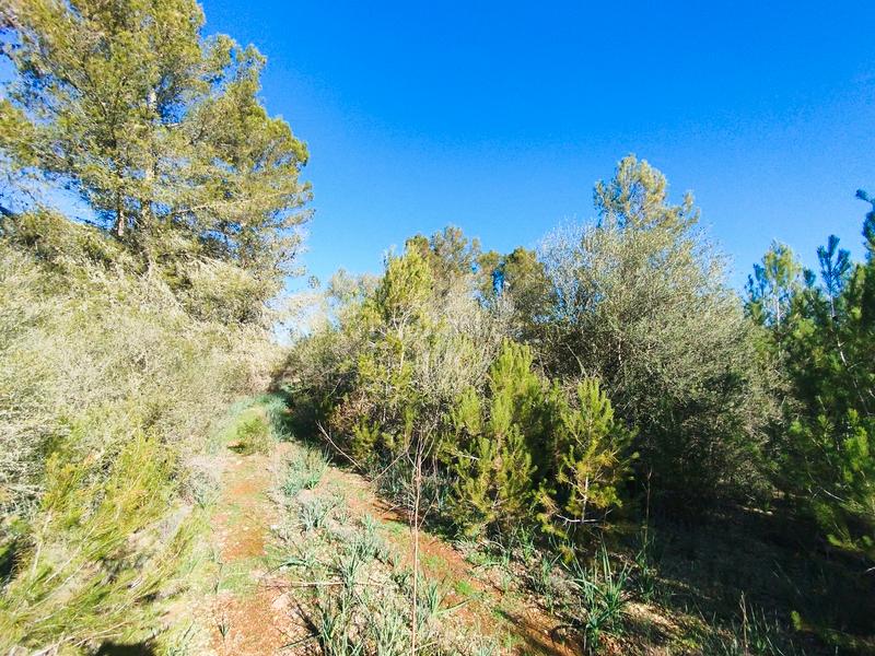 Foto 7816f499-0c64-4790-b1ad-57a46f025a49. Terreny residencial a Algaida
