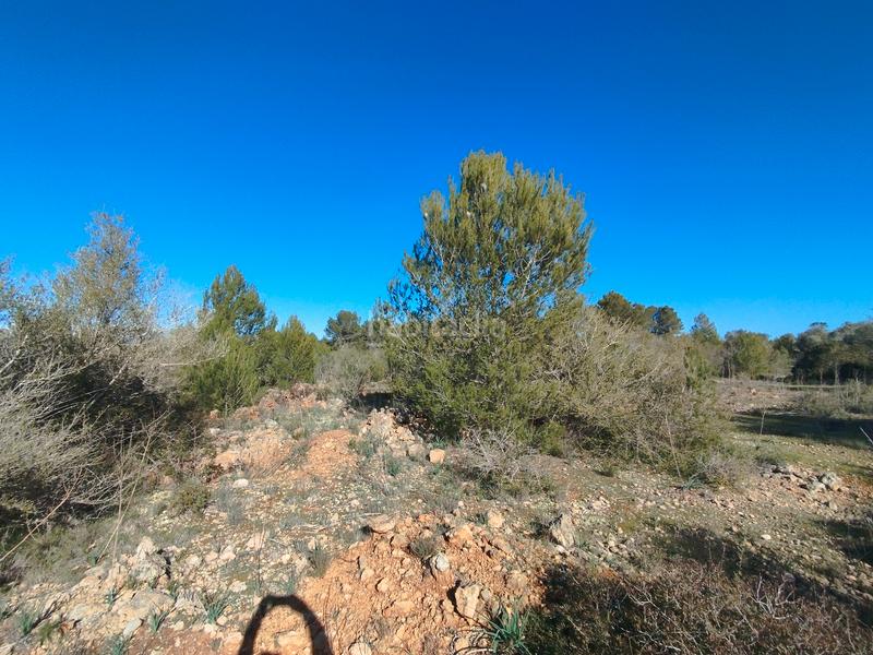 Foto e7d61a39-58aa-40a4-9d2f-140e67e586e1. Terreny residencial a Algaida