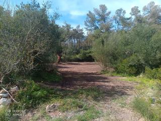 Rural plot in Sant Joan. Bosque de pinos