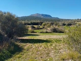 Finca rústica a Algaida. Finca con pozo