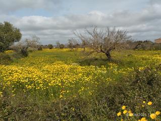 Rural plot in Porreres. Finca cuadrada con vistas