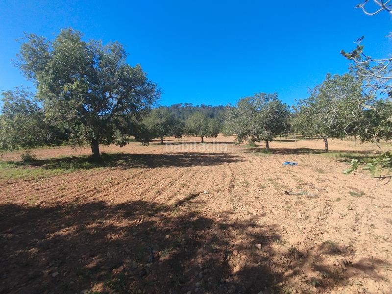 Foto 19328215-6885-430e-99c8-f7d989154930. Fondo rustico in Porreres