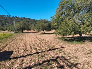 Rural plot in Porreres. Finca de algarrobos