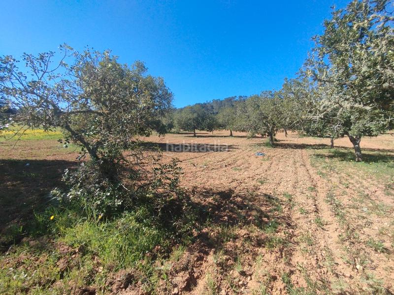 Foto 592daa1c-c472-492d-885f-4dfe9335bef3. Fondo rustico in Porreres