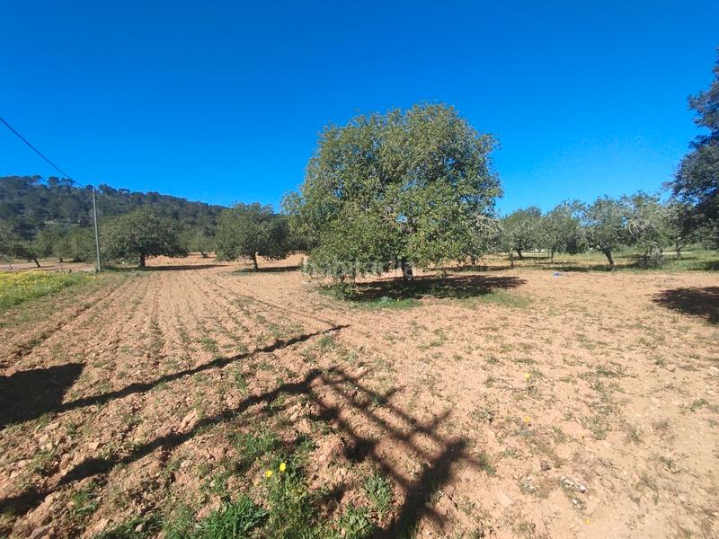 Foto 5d7e094e-2f26-4f68-9051-fa6e0ddac708. Fondo rustico in Porreres