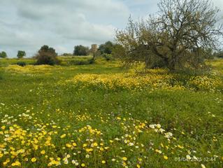Rural plot in Porreres. Finca cuadrada con vistas