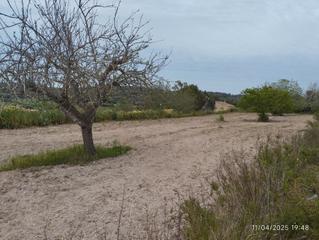Rural plot in Montuïri. Finca con vistas