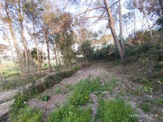 Rural plot in Lloret de Vista Alegre. Finca de pinar y cultivo mixta.