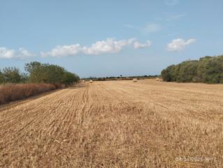 Landgut in Algaida. Finca de cultivo