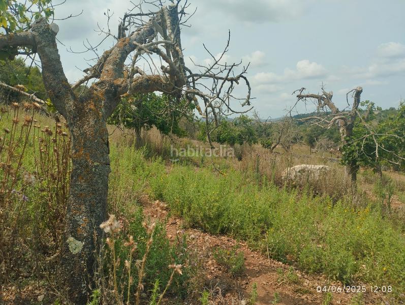 Foto 4fa38d73-7292-4280-a4a0-acb395a4ee40. Fondo rustico in Ariany