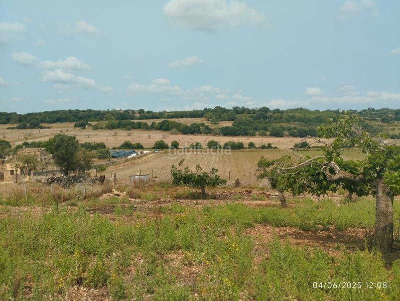 Foto 6e9205d5-c3f9-49a6-a12a-bf3f064ccd2a. Fondo rustico in Ariany