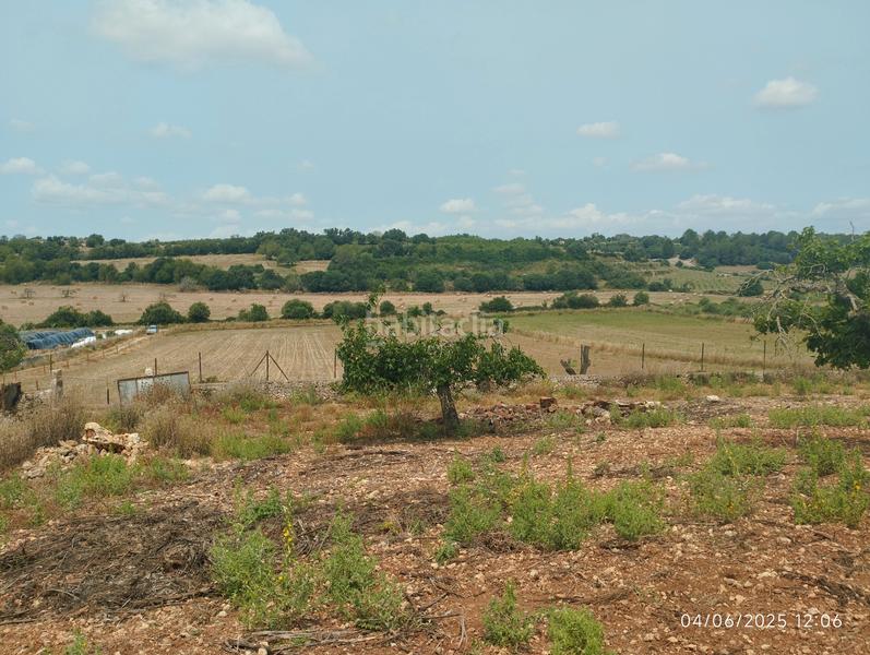 Foto a653fe2c-5247-431f-ace7-34988932d6b2. Fondo rustico in Ariany