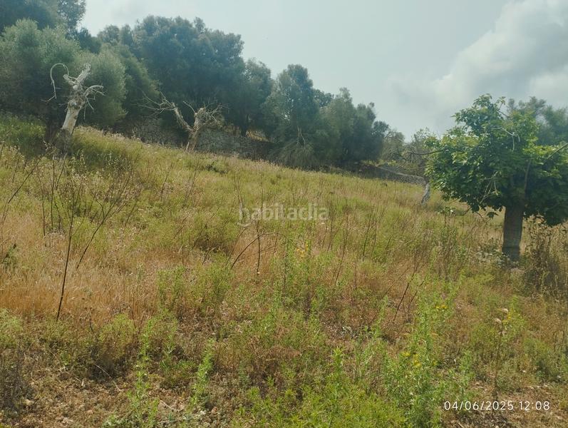 Foto c2b37266-faea-4524-bf47-2f77a382c524. Fondo rustico in Ariany