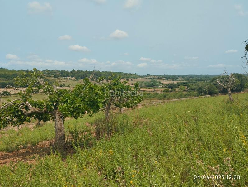 Foto edef8be8-510c-46d4-80f2-dd635347e2d3. Fondo rustico in Ariany