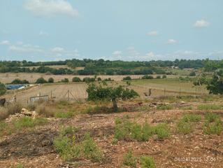 Rural plot in Petra. Finca con vistas panoramicas