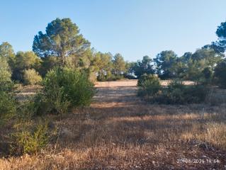Finca rústica a Algaida. Finca en un entorno de gran privacidad