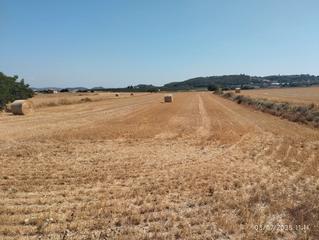Rural plot in Sant Joan. Finca de cultivo