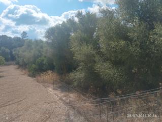 Rural plot in Lloret de Vista Alegre. Finca arbolada