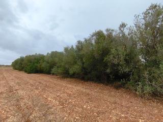 Landgut in Algaida. Finca arbolada