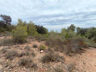 Propriété à Montuïri. Finca de garriga y pinar cerrada de pared seca